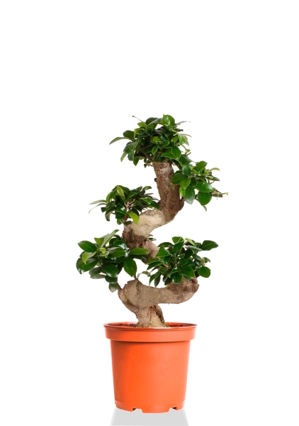 Бонсай Фикус Гинсенг 26/70 см Бонсай Фикус Гинсенг 26/70 см