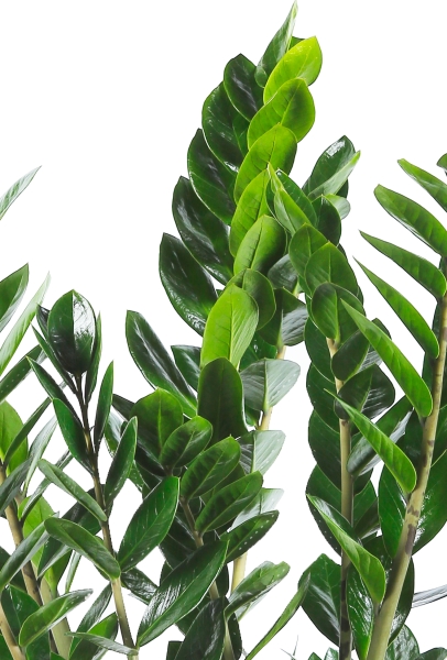 Замиокулькас 21/110 в CLASSICO LS 28