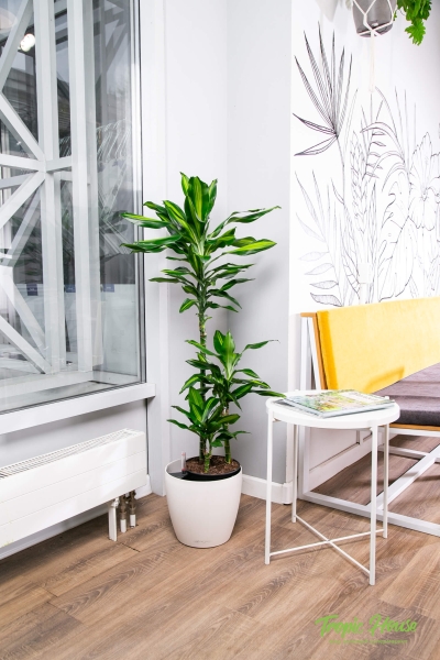 Драцена Чинто 3 ствола 21/110 см Драцена Чинто 3 ствола 21/110 см