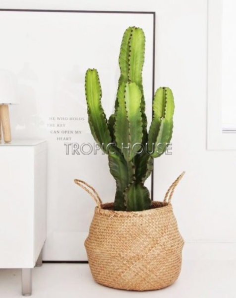 Эуфорбия 19/90 см