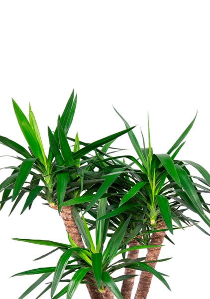 Юкка бранч 31/150 см в CLASSICO COLOR 43