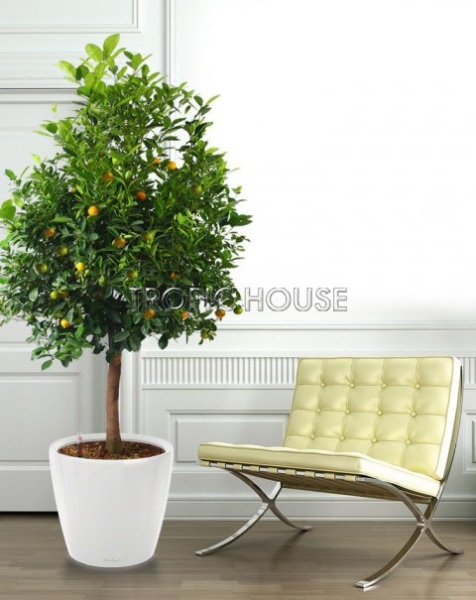 Цитрус Каламондин в CLASSICO COLOR 60