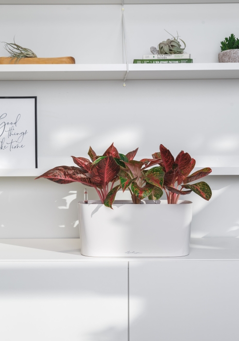 Аглаонема Крит в DELTA 20