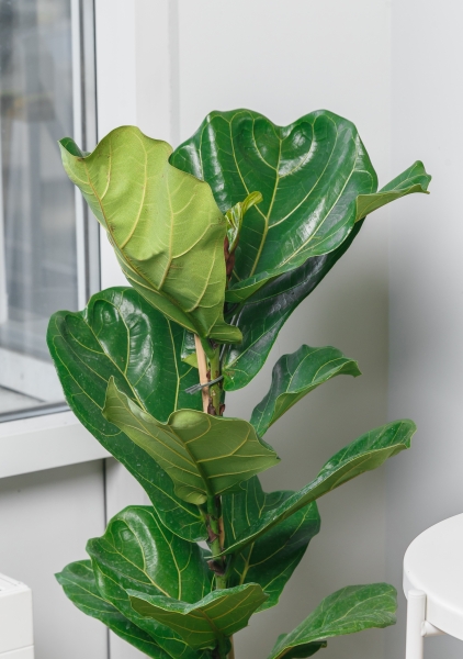 Фикус Лирата 1 ствол 21/90 см