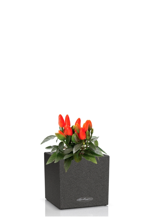 Капсикум микс 10/25 в CANTO STONE 14, графитовый черный