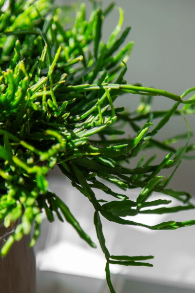 Рипсалис подвесной 17/30 см в CLASSICO 18 Рипсалис подвесной 17/30 см в CLASSICO 18