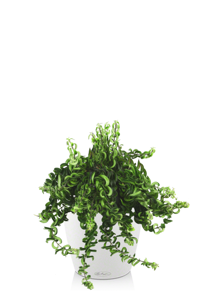 Эсхинантус в CLASSICO COLOR 21 Эсхинантус в CLASSICO COLOR 21