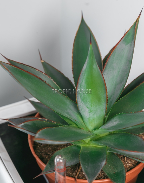 Агава в QUADRO LS 21