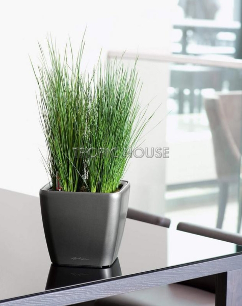 Кашпо LECHUZA QUADRO LS 21х20 см