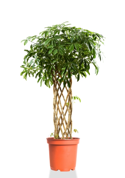 Шеффлера Компакта цилиндр 27/120 см