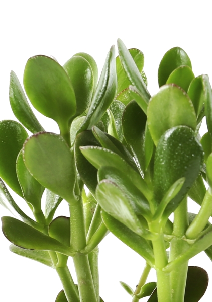 Крассула микс в BALCONERA COLOR 50