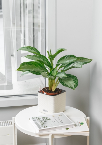 Аглаонема Сильвер Бей 12/35 см