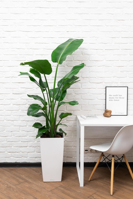 Стрелиция Николай 24/120 см