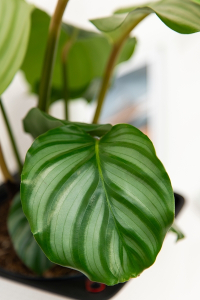 Калатея Орбифолия 15/50 см