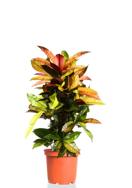 Кротон Мистер Айкетон 24/90 см Кротон Мистер Айкетон 24/90 см