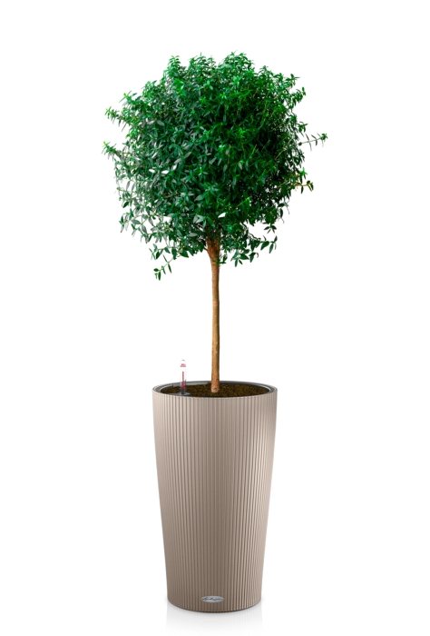 Мирт в CILINDRO 32, песчоно-коричневый