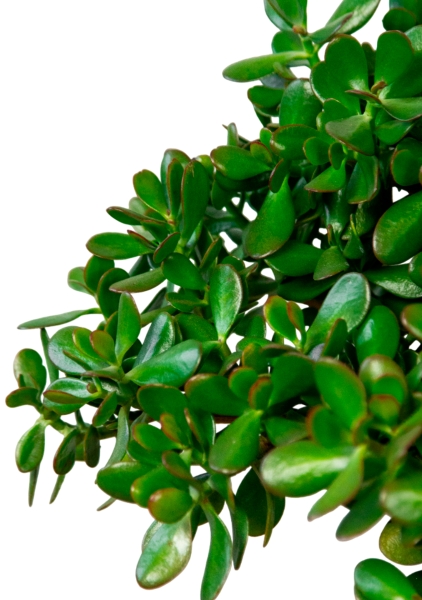 Крассула Овата 44/70 см