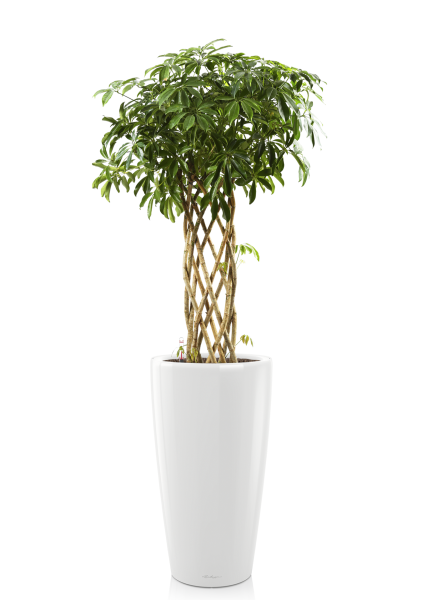 Шеффлера цилиндр в RONDO 32