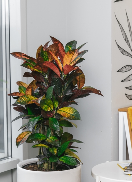 Кротон Мистер Айкетон 24/90 см Кротон Мистер Айкетон 24/90 см