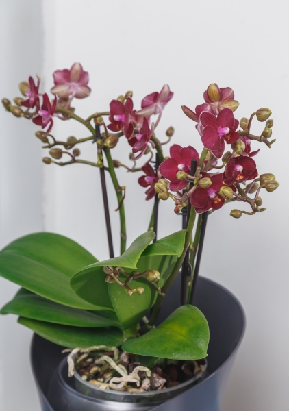 Орхидея Аморе в ORCHIDEA 18 Орхидея Аморе в ORCHIDEA 18