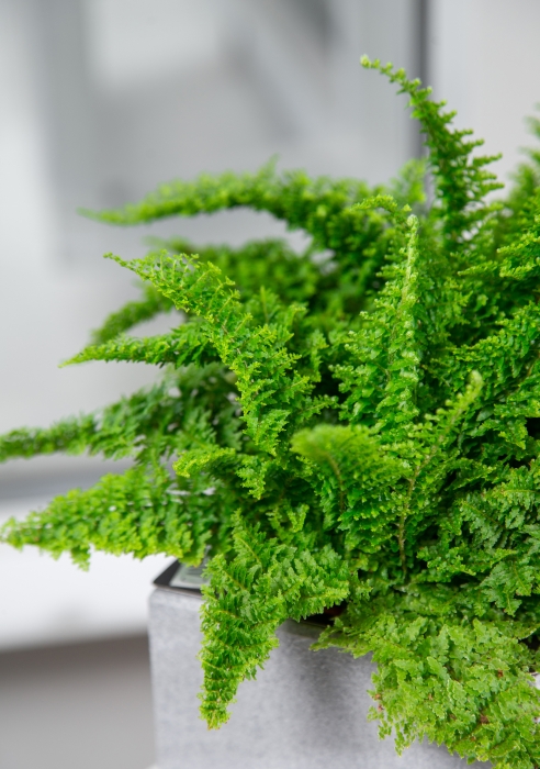 Папоротник Нефролепис Возвышенный 12/25 см