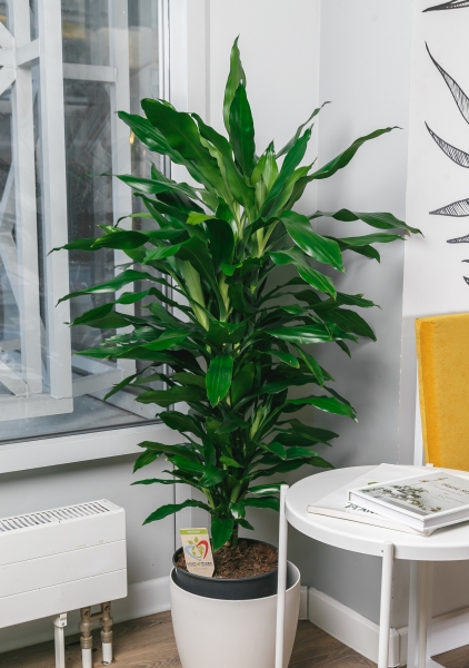 Драцена Джанет Линд бранч 31/150 см Драцена Джанет Линд бранч 31/150 см