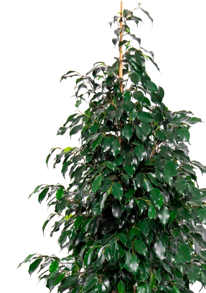 Фикус Бенджамина Даниэль 30/165 см в CUBICO COLOR 40