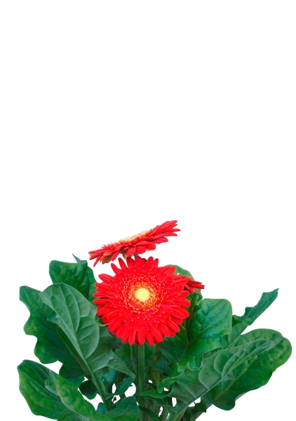 Гербера микс 12/20 см в PURO 20