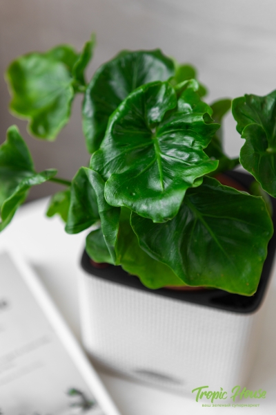 Филодендрон Атом 12/30 см