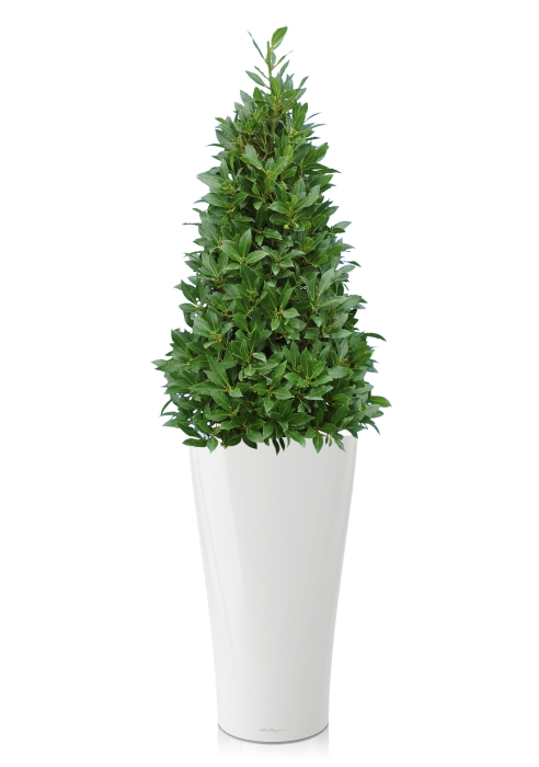 Лавр пирамида в DELTA 30, белый блестящий