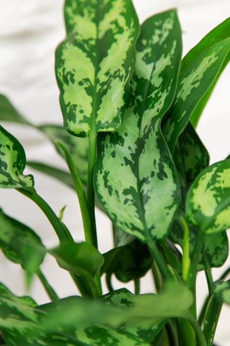 Аглаонема Мария в CUBE COLOR 14