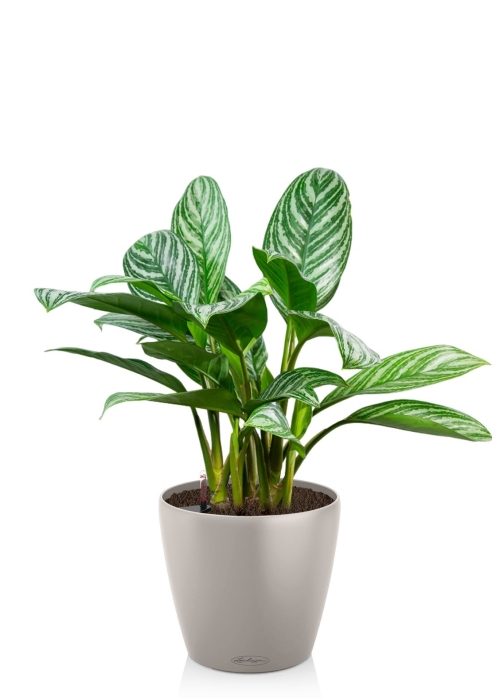 Аглаонема Страйп в CLASSICO 21, песочно-коричневый