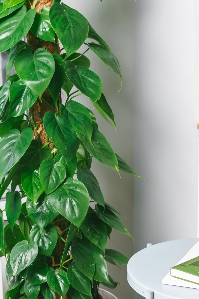 Филодендрон в CLASSICO 35