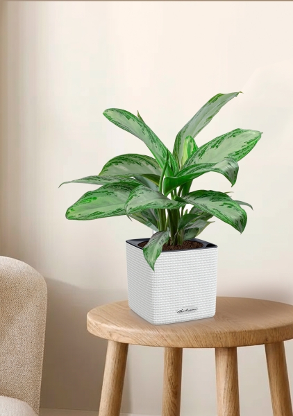 Аглаонема Сильвер Бей в CUBE COLOR 16