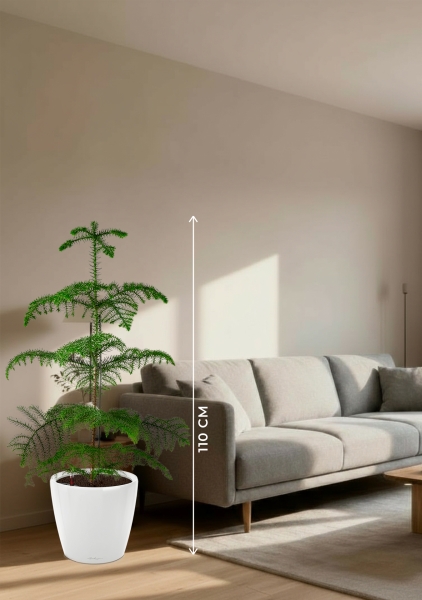 Араукария гетерофилла 24/110 в CLASSICO LS 35