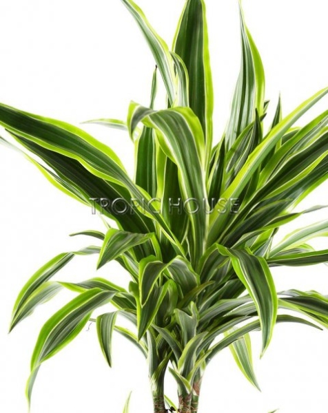 Драцена Лемон Лайм 3 ствола в CLASSICO 35 Драцена Лемон Лайм 3 ствола в CLASSICO 35