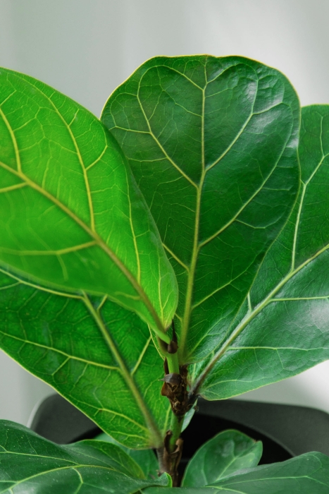 Фикус Лирата Бамбино 12/30 см в CUBE GLOSSY 14