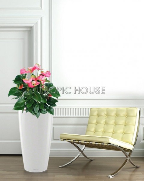 Антуриум микс в RONDO 40 Антуриум микс в RONDO 40