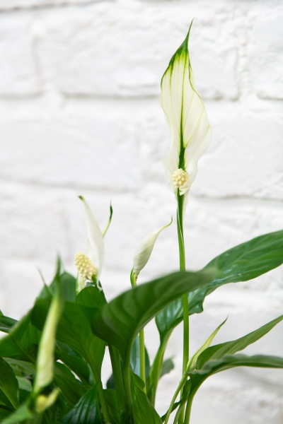 Спатифиллум 12/35 см в PURO 20