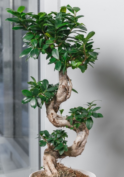 Фикус Микрокарпа Гинсенг 22/60 см