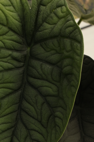 Алоказия Мело 14/20 см