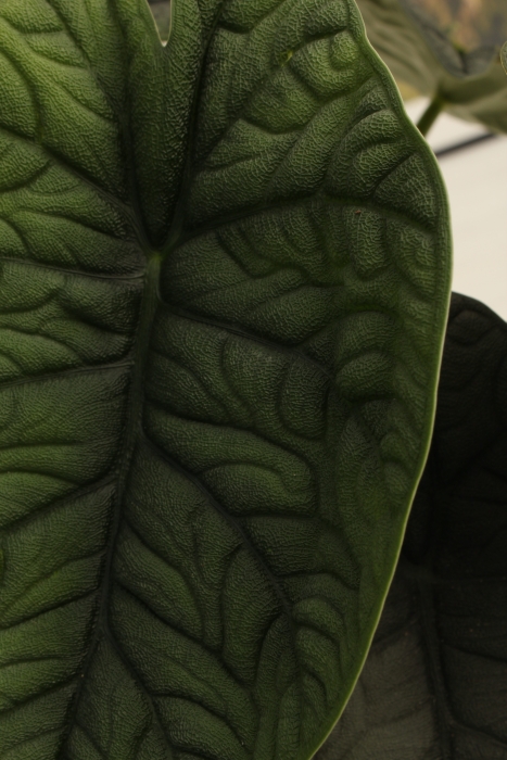 Алоказия Мело 14/20 см