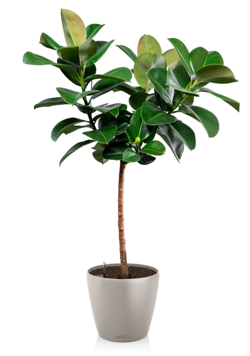 Фикус Эластика Робуста на штамбе в CLASSICO 35, песочно-коричневый