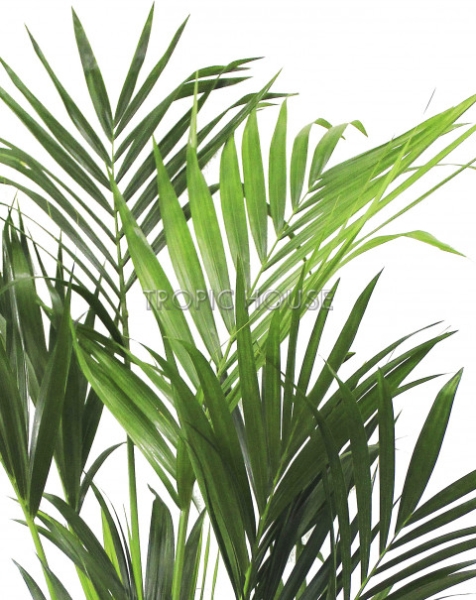 Ховея Кентия 31/200 в CUBE 50 Ховея Кентия 31/200 в CUBE 50