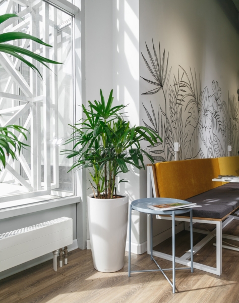 Рапис в RONDO 32