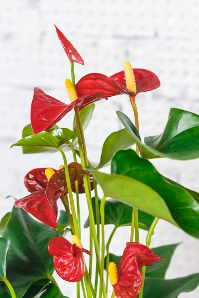 Антуриум Андрианум красный 12/40 см в LAMELA MAGNOLIA fi 135