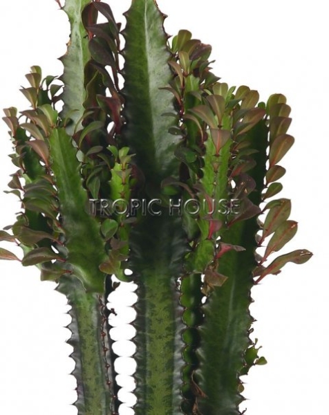 Эуфорбия Молочай Рубра 17/65 см