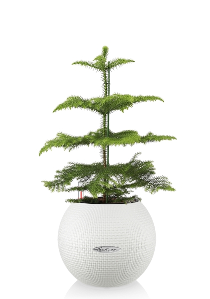 Араукария в PURO 20