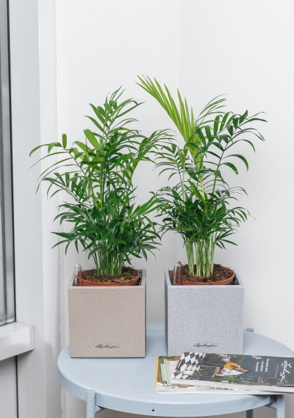 Хамедорея Элеганс 12/45 см Хамедорея Элеганс 12/45 см