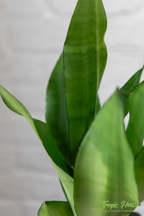 Сансевиерия Муншайн в CANTO STONE 14